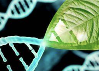 Unlocking the Secret of Longevity: Regenerative Gene Transfer in Fruit Flies