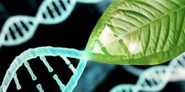 Unlocking the Secret of Longevity: Regenerative Gene Transfer in Fruit Flies