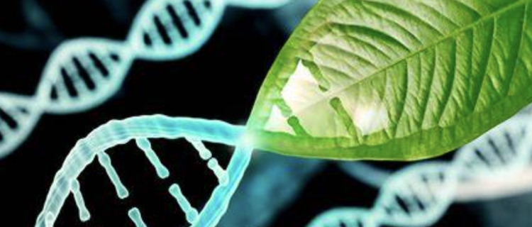 Unlocking the Secret of Longevity: Regenerative Gene Transfer in Fruit Flies