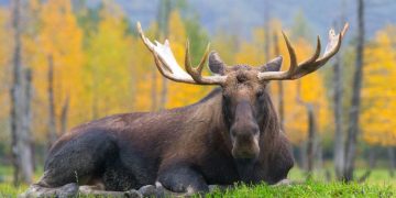 Nature Conservation: Technological Innovation in Wildlife Conservation