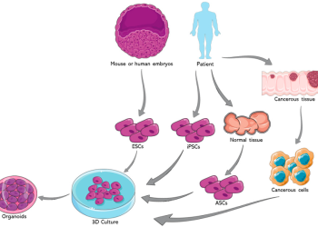 The Fascination of Organoids: A New Horizon in Biomedical Research