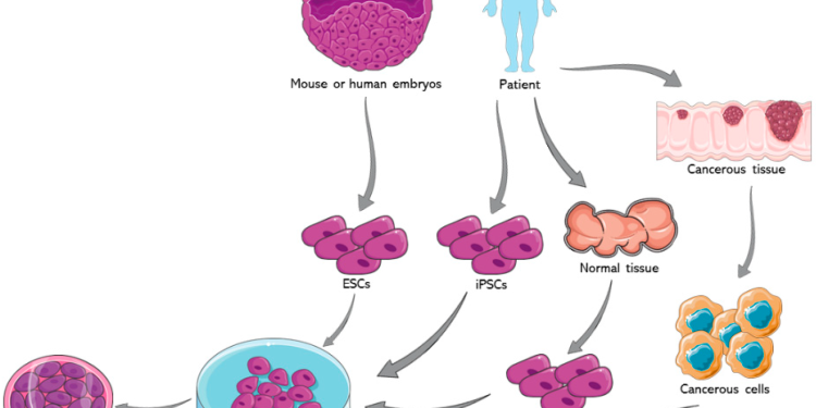 The Fascination of Organoids: A New Horizon in Biomedical Research