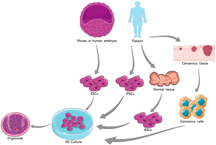 The Fascination of Organoids: A New Horizon in Biomedical Research