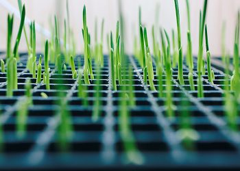 Can Sustainable Agricultural Technologies Provide Solutions for Global Food Security and Health?