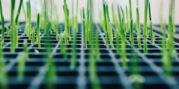 Can Sustainable Agricultural Technologies Provide Solutions for Global Food Security and Health?