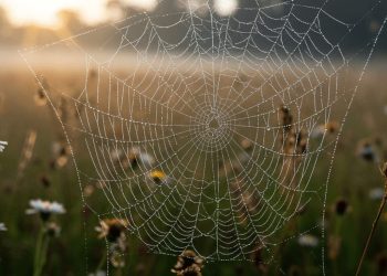 How Can Synthetic Spider Silk from GM Bacteria Replace Plastic by 2026?