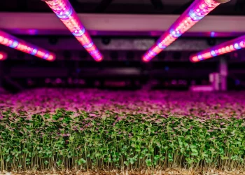 Can AI-Powered Vertical Farms Solve the 2025 Global Food Crisis?