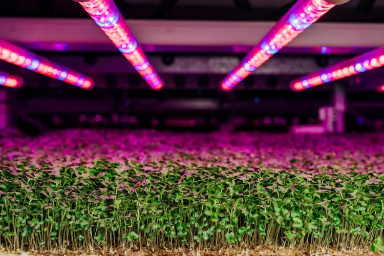 Can AI-Powered Vertical Farms Solve the 2025 Global Food Crisis?