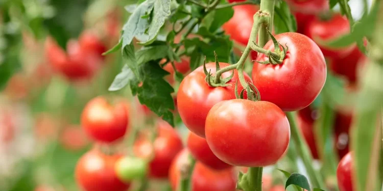 Are NASA’s Moon Greenhouse Experiments Doomed by Cosmic Radiation?