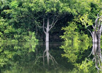 Can Genetically Modified Trees Really Reverse Climate Change by 2030?