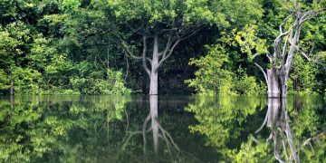 Can Genetically Modified Trees Really Reverse Climate Change by 2030?