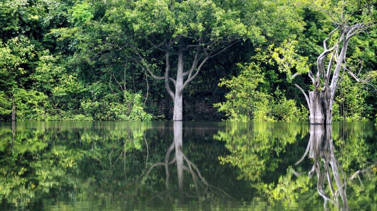 Can Genetically Modified Trees Really Reverse Climate Change by 2030?