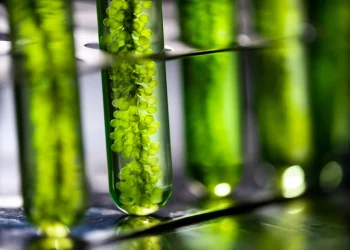 Could Your Next Investment Be in Algae?