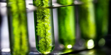 Could Your Next Investment Be in Algae?