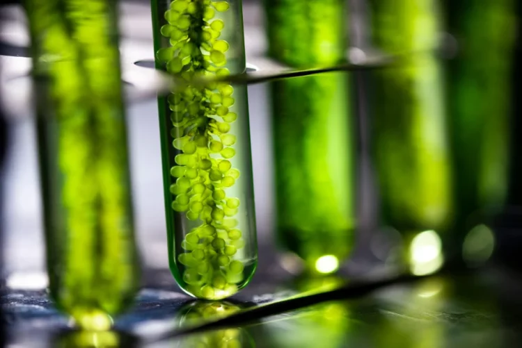 Could Your Next Investment Be in Algae?