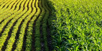 Can Biotech Solve the World’s Food Security Crisis?