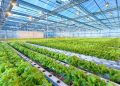 The Environmental Impact of Modern AI