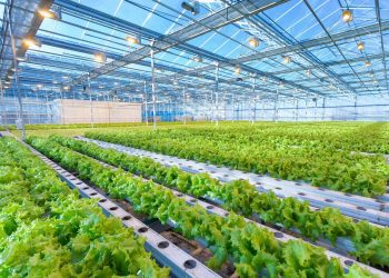 The Environmental Impact of Modern AI