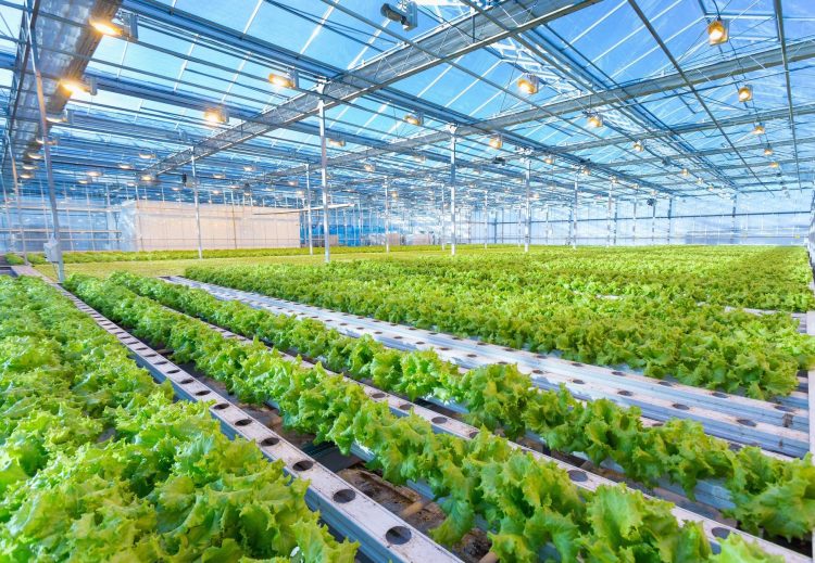 The Environmental Impact of Modern AI